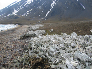White whale bones in Ingebrigtsenbukta
