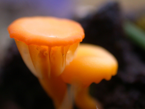 Small mushrooms in the moss tundra
