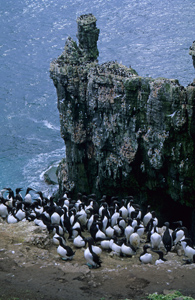 Common guillemot and the so-called bridled morph in their breeding colony
