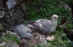 A northern fulmar with its chick in the nest, surrounded by polar scurvygrass