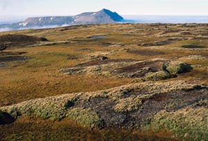 Peat deposits on Fuglefjellet, in the south of Bjørnøya