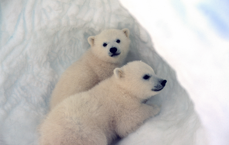 Isbjørnunger