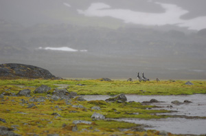 Barnacle geese with chicks at the moss tundra
