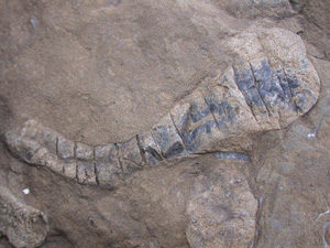 Fossil animal northwest of Treskelodden