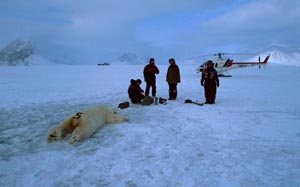 Scientists have tranquilized and marked a polar bear