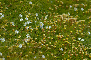 Plantesamfunn på den sørvendte Gnålodden, Tuesildre (Saxifraga cespitosa) og Snøarve (Cerastium arcticum)