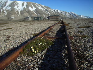 Overgrown railway tracks