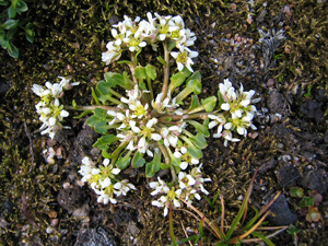 Polarskjørbuksurt (Cochlearia groenlandica)