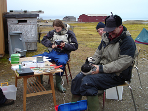 Marking and sampling barnacle geese