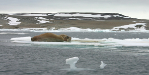 Walrus on ice floe