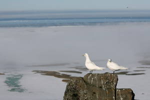 2 ivory gull on a rock