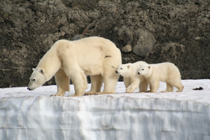 Isbjørnbinne med unger på Wilhelmøya sør i Hinlopenstretet
