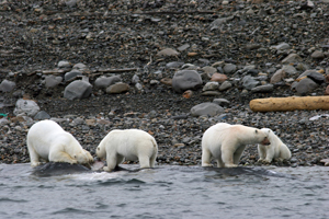 Polar bears partaking of a stranded whale carcass