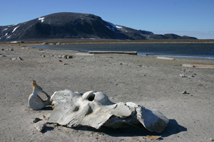 Whale bones by Smeerenburg on Amsterdamøya. In the background the characteristic rounded profile of Hollendarberget.