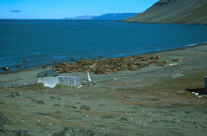 En flokk hvalross hviler, Kapp Lee, Edgeøya. I bakgrunnen vestkysten av Barentsøya.