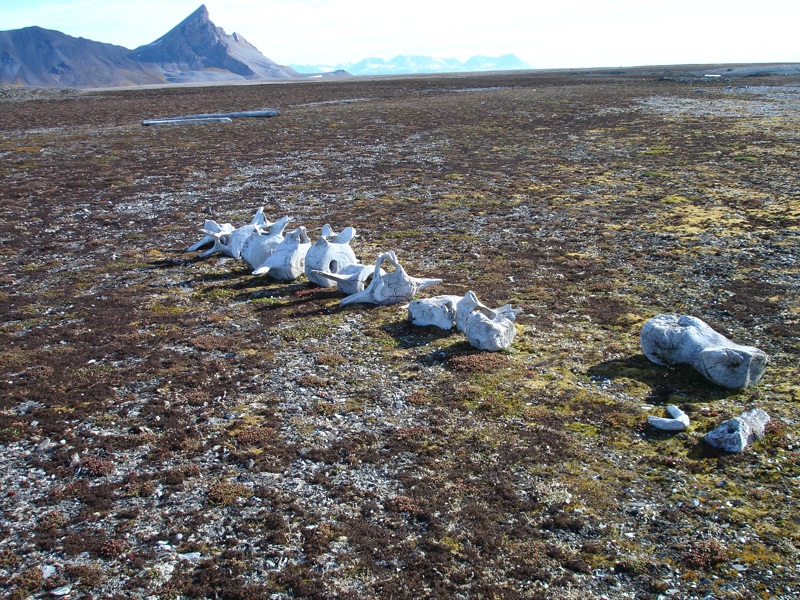 Planteliv på Svalbard