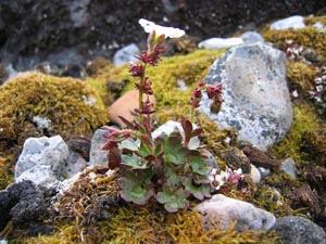 Drooping saxifrage (Saxifraga cernua)