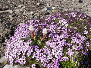 Alpine bistort (Bistorta vivipara) in a turf of moss campion (Silene acaulis)