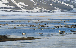 Thousands of barnacle geese and pink-footed geese feeding in the valley of Adventdalen