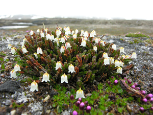 White Arctic bell-heather (Cassiope tetragona)