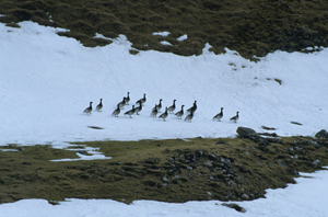 A flock of brent geese on the island of Prins Karls Forland