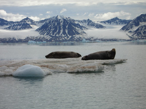 Resting bearded seals