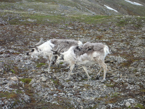 Svalbard reindeer during moulting