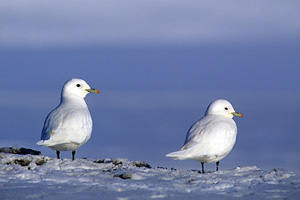 Ivory gulls