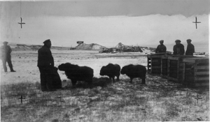 Muskox calves transportation from Greenland to Svalbard in 1929