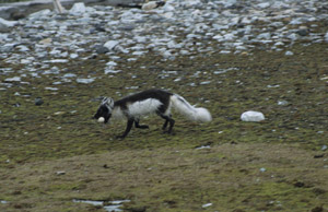 Female Arctic fox with a barnacle goose egg