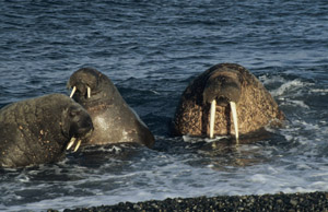 Tre hvalrosser i vannet