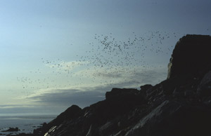 Swarming flocks of little auks at night