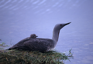 Red-throated diver with chick