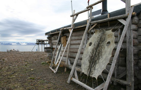 The trapping station in Mushavna with seal skins hung up to dry